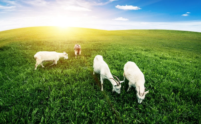 Ziegenmolke und Laktoseintoleranz