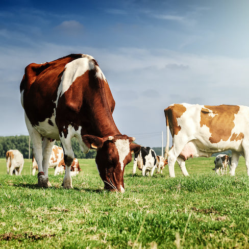 La proteina del siero di latte da alimentazione con erba rafforza il sistema immunitario?