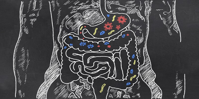 restore gut after antibiotics