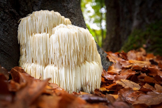 Lion’s Mane Before a Workout: Does It Improve Focus, Performance, or Recovery?